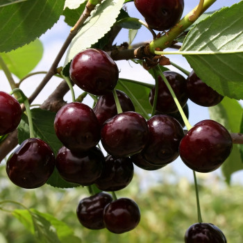 Саженцы Черевишня (дюк) Кормилица