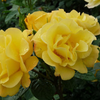 Саженцы Роза флорибунда Артур Белл