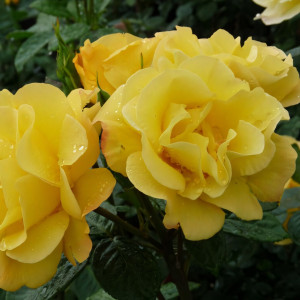 Саженцы Роза флорибунда Артур Белл