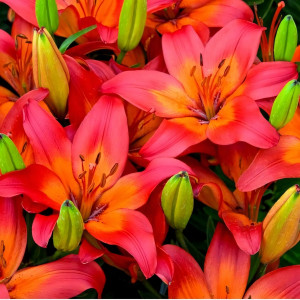  Лилия азиатская Matrix (Матрикс)