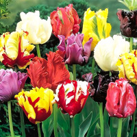 Луковицы Тюльпан попугайный Пэррот, микс