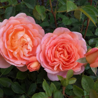 Саженцы Роза английская Леди оф Шалот