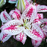 Луковицы  Лилия восточная Solution (Солюшн) (3шт.)