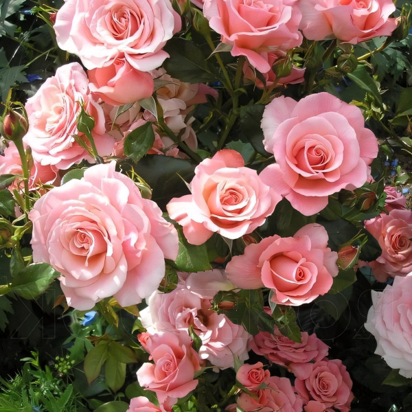 Саженцы Роза флорибунда Тиклед Пинк