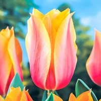 Луковицы Тюльпан Лонг Леди (в упаковке - 3шт.)