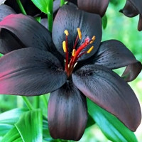 Луковицы  Лилия ЛА гибрид Royal Kiss (Роял Кисс) (3шт.)