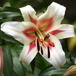  Лилия Bonbini (Бонбини)