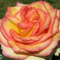 Саженцы Роза чайно-гибридная Амбианс