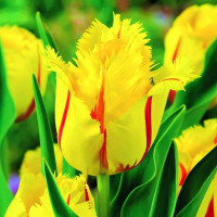 Луковицы Тюльпан бахромчатый Фламенко (в упаковке - 3шт.)