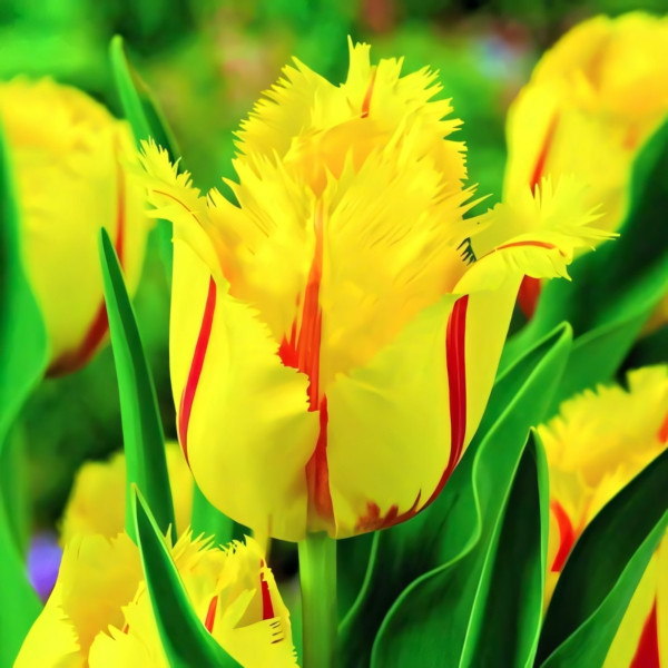 Луковицы Тюльпан бахромчатый Фламенко (в упаковке - 3шт.)