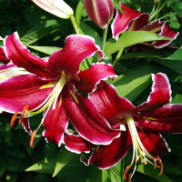 Луковицы  Лилия восточная Vangelis (Вангелис) (3шт.)