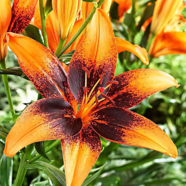 Луковицы  Лилия азиатская Paris Heart (Париж Харт) (3шт.)