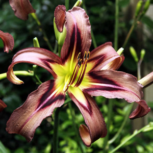 Саженцы Лилейник Black Arrowhead (Блэк Эраухед)