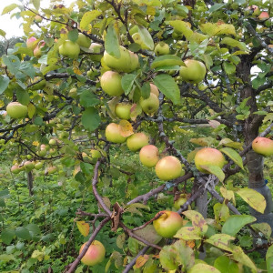 Саженцы Яблоня Балтика