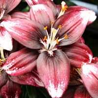 Луковицы  Лилия азиатская Panda Joy (Панда Джой) (3шт.)