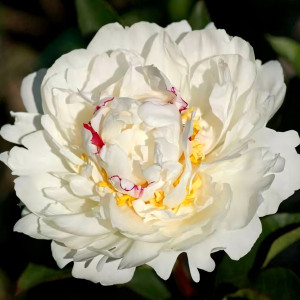 Саженцы Пион Boule de Neige (Буль де Неж)