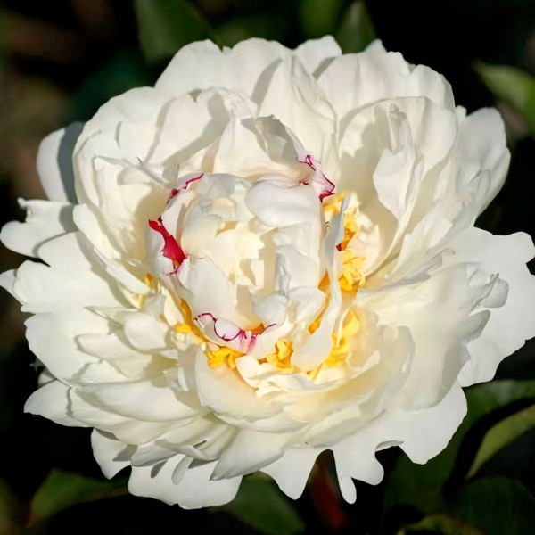 Саженцы Пион Boule de Neige (Буль де Неж)