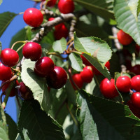 Саженцы Вишня Тургеневка