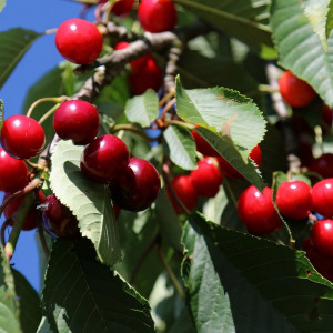 Саженцы Вишня Тургеневка