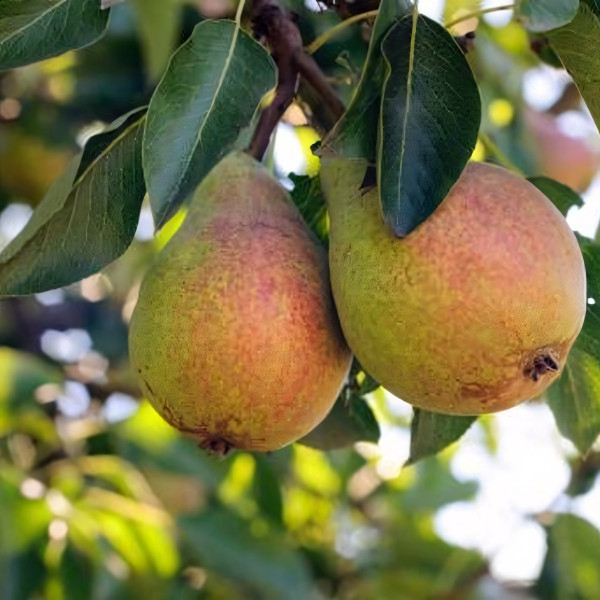 Саженцы Груша Июльская Ранняя