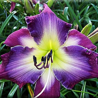 Саженцы Лилейник Violet Sabrewing (Вайлет Сабревинг)