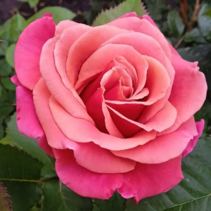 Саженцы Роза чайно-гибридная Мирабай