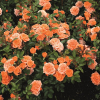 Саженцы Роза спрей Нинетта