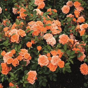 Саженцы Роза спрей Нинетта