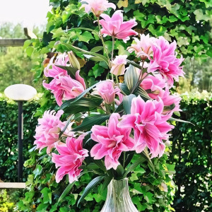  Лилия восточная Roselily Isabella (Розели Изабелла)