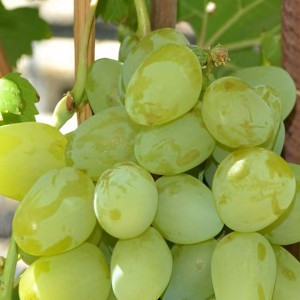 Саженцы Виноград белый Супер-Экстра