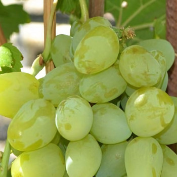 Саженцы Виноград белый Супер-Экстра