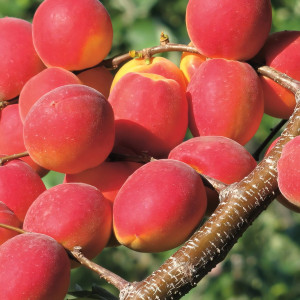 Саженцы Абрикос Рубин