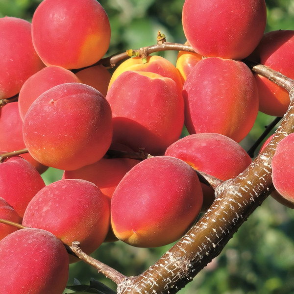 Саженцы Абрикос Рубин