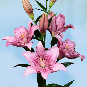  Лилия ЛА гибрид Sweet Sugar (Свит Шугар)