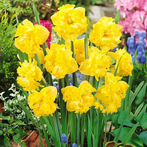 Нарцисс сплит-корона Флайер (в упаковке - 3шт.)