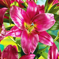 Луковицы Саженцы Лилия ОТ гибрид Purple Prince (Пурпл Принс) (3шт.)