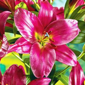  Лилия ОТ гибрид Purple Prince (Пурпл Принс)