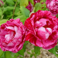 Саженцы Роза парковая Командан Баропер