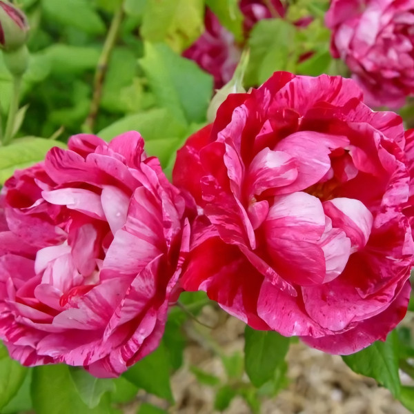 Саженцы Роза парковая Командан Баропер