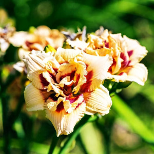 Саженцы Лилейник Roswitha (Розвита)