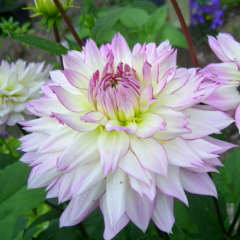 Саженцы Георгина Crazy Love