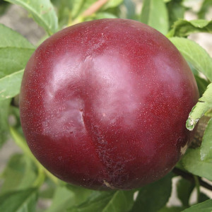 Саженцы Нектарин Рубиновый-7