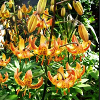 Луковицы  Лилия Sunny Morning (Санни Монинг) (3шт.)