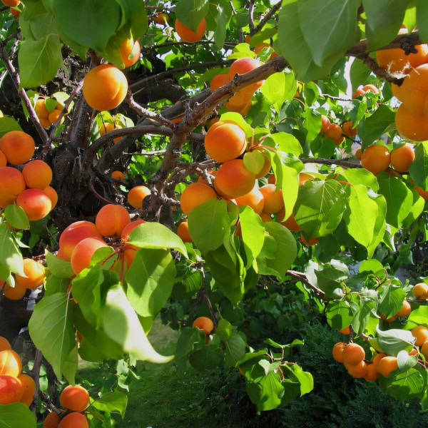 Саженцы Абрикос Снегирек