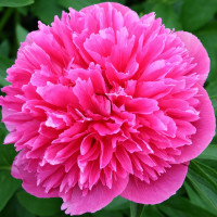 Саженцы Пион Rosea Plena (Розеа Плена)