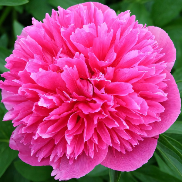 Саженцы Пион Rosea Plena (Розеа Плена)