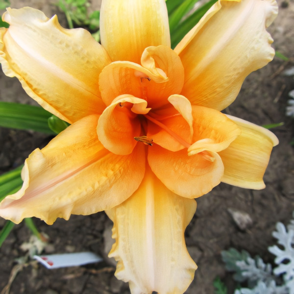 Саженцы Лилейник Double Entendre (Дабл Энтендр)