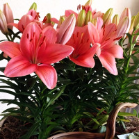 Луковицы  Лилия азиатская Tiny Toons (Тайни Тунс) (3шт.)