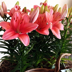  Лилия азиатская Tiny Toons (Тайни Тунс)