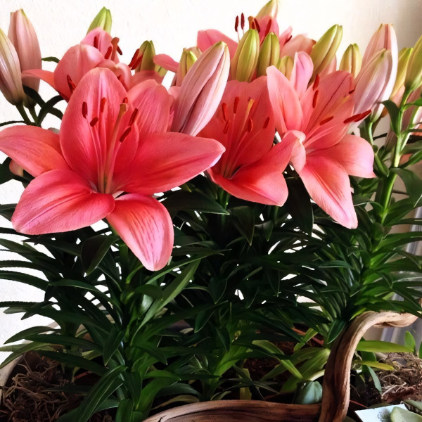 Луковицы  Лилия азиатская Tiny Toons (Тайни Тунс) (3шт.)